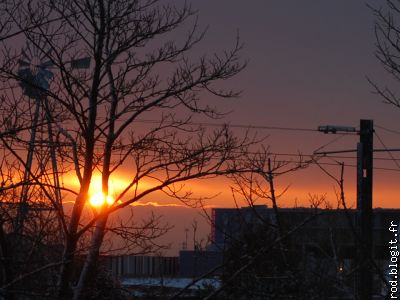 l'aube, vue du pin sec sous la neige